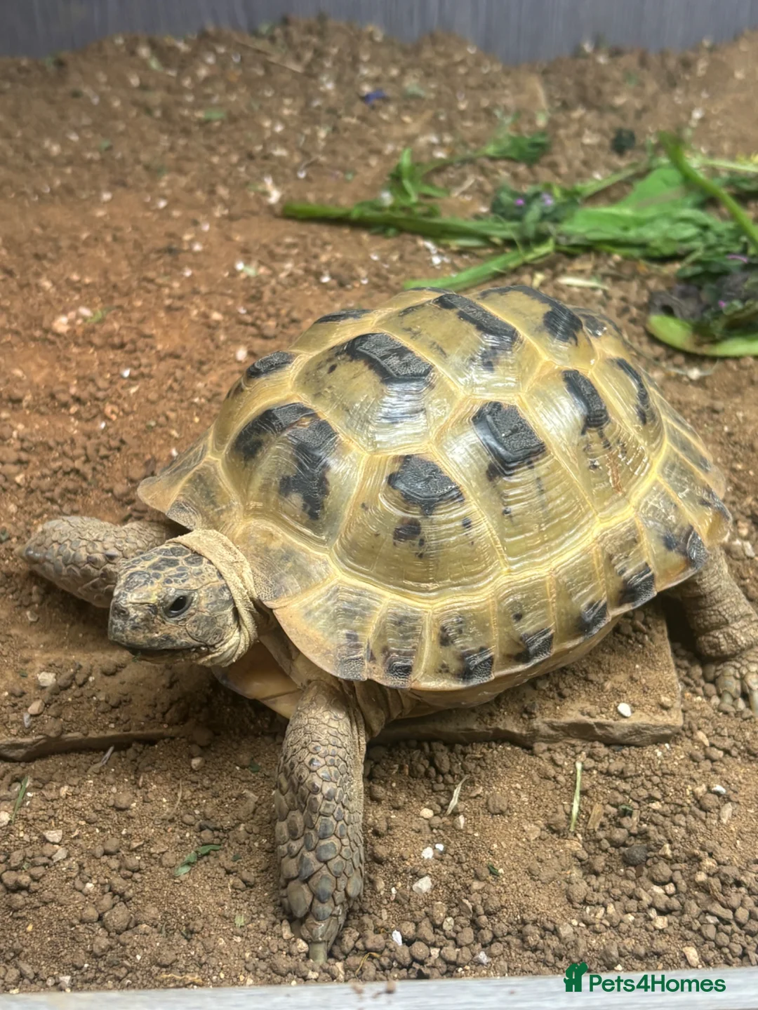 Tortoise reptiles for sale: Horsefield tortoise and viv  - Advert 1
