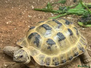 Tortoise reptiles Horsefield tortoise and viv - Advert 1