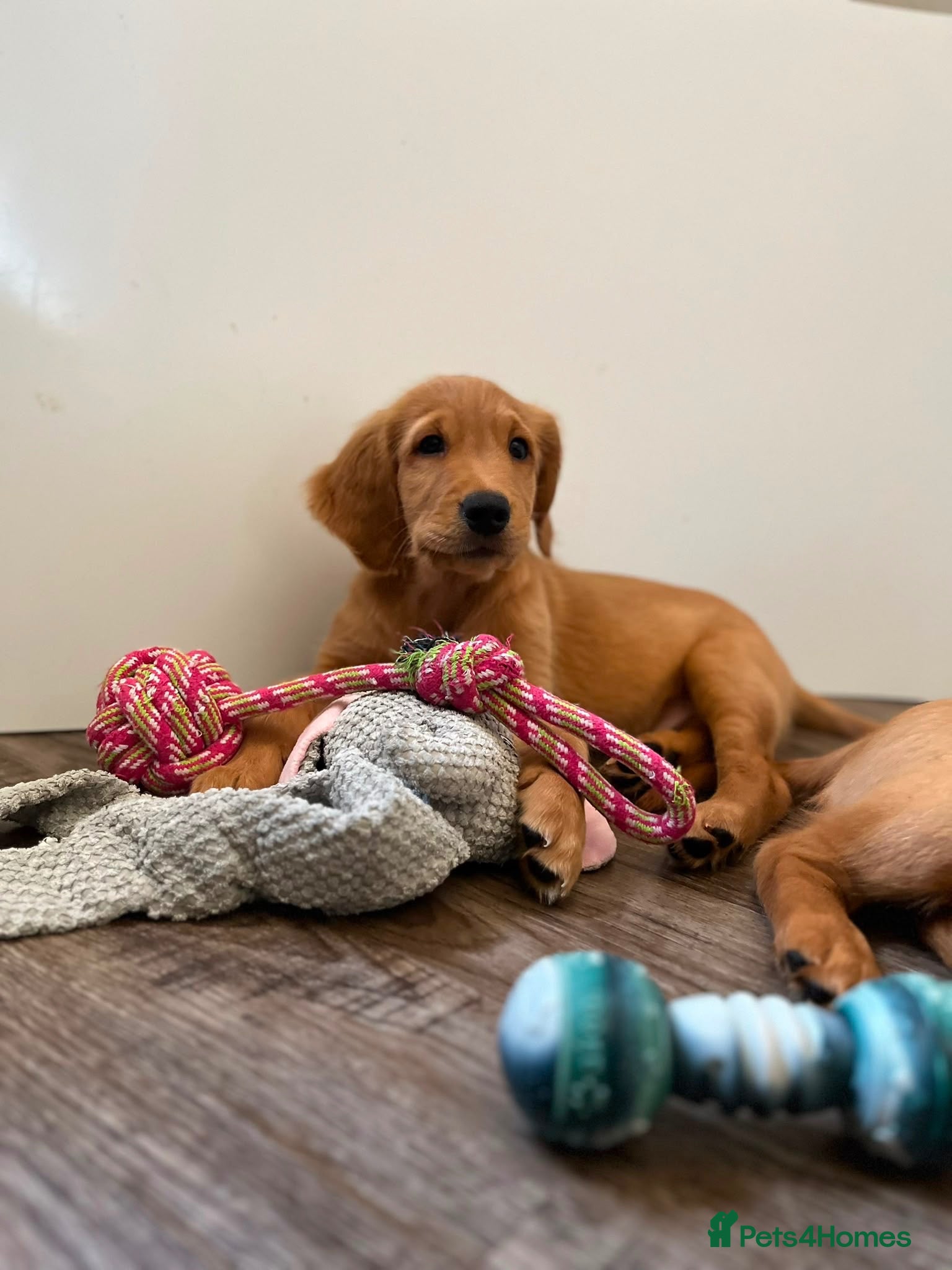 Golden Retriever dogs  Beautiful red golden retrievers 1 girl  1 boys - Advert 1