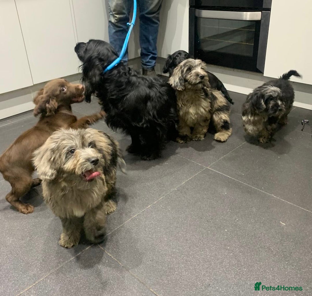 Cockapoo dogs for sale: Silver merle cockapoo puppies  - Advert 1