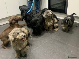 Cockapoo dogs Silver merle cockapoo puppies - Advert 2