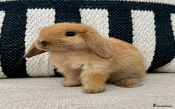 Mini Lop rabbits for sale: Male mini lop for sale - Advert 8