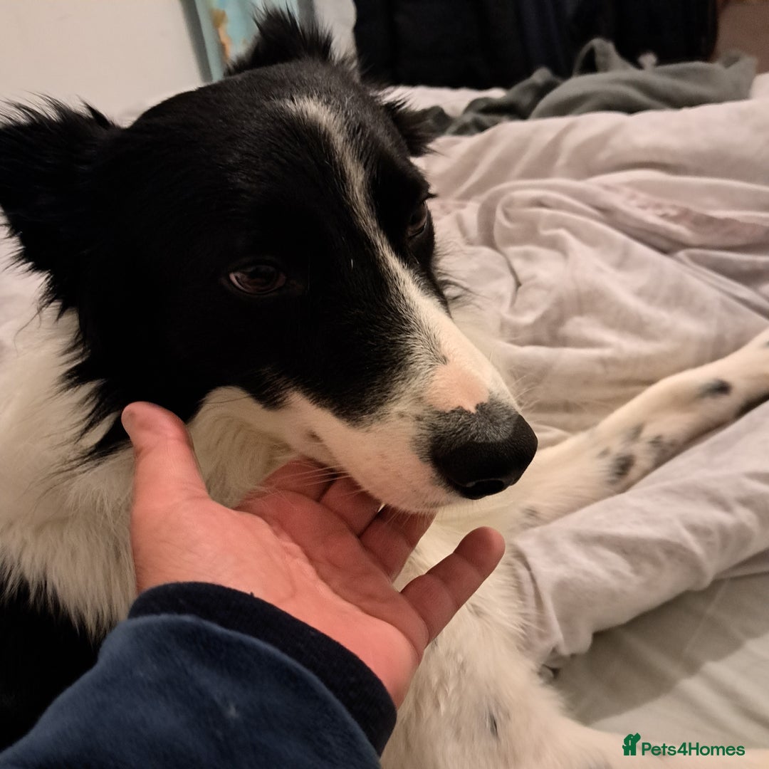 Border Collie dogs for sale: George - Image 3