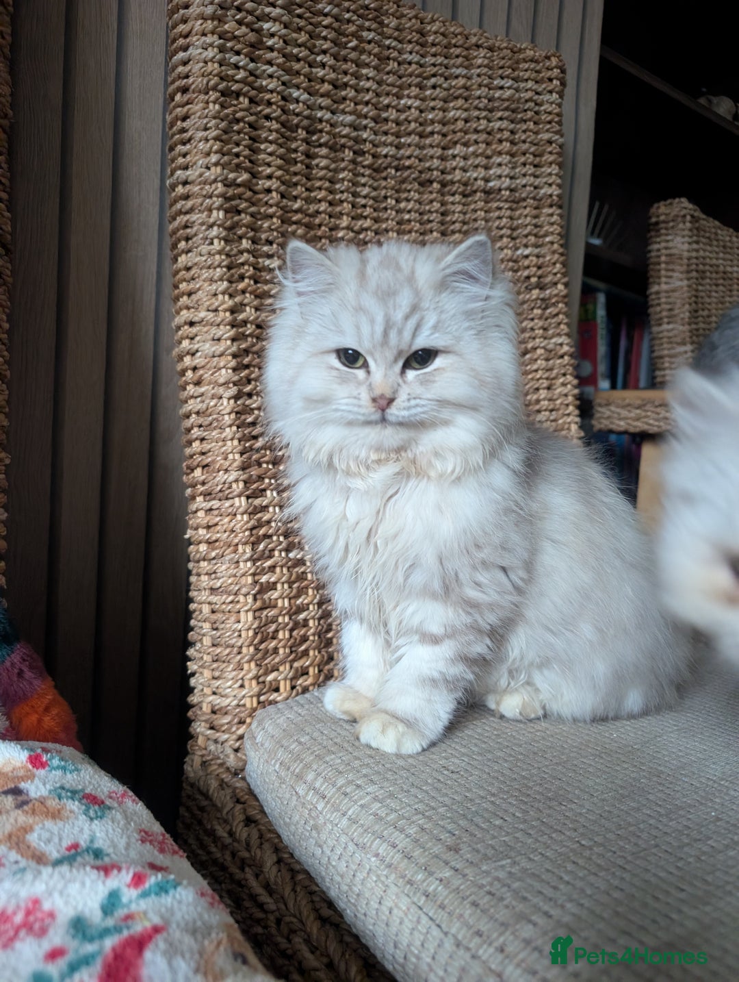 Perdoll cats for sale: Gorgeous rare Ragdolls cross Persians❤️ - Advert 7