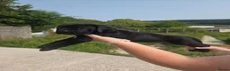 Cane Corso dogs for sale: Pure Bred Cane Corso Pups - Advert 5