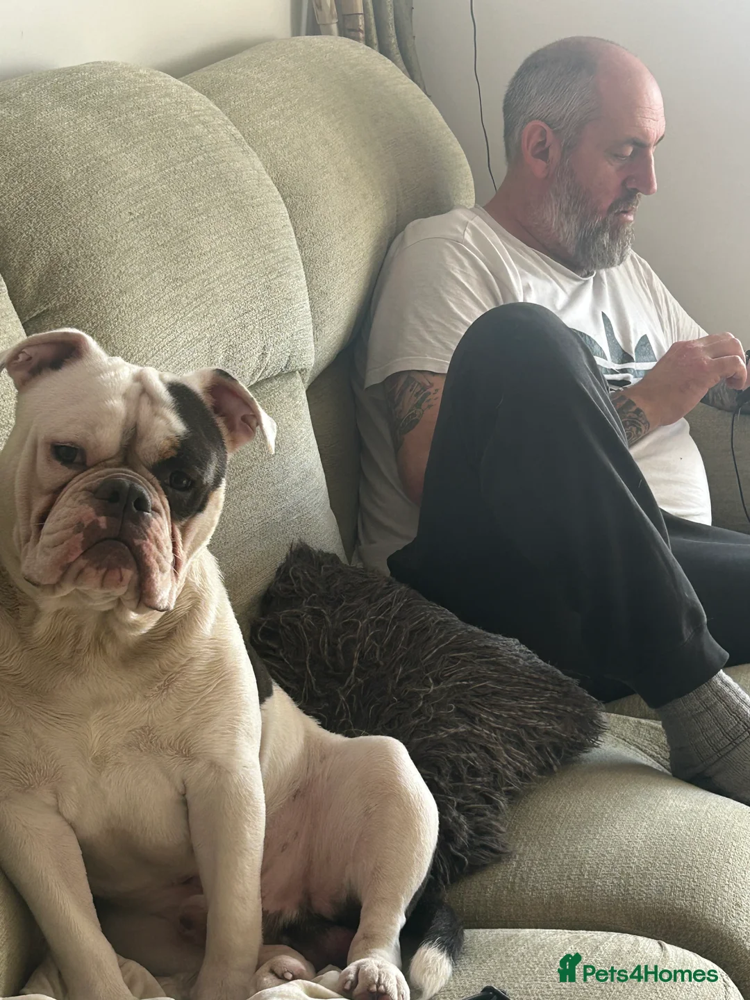 Dorset Olde Tyme Bulldogge dogs for sale: Olde Tyne English Bulldog - Advert 8