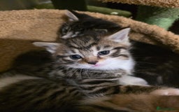 Maine Coon cats for sale: Mainecoon Mix Kittens for Sale  - Image 6