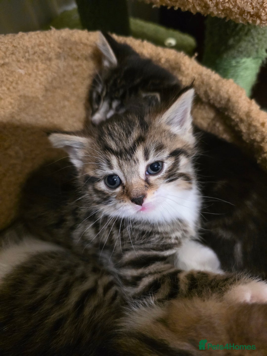 Maine Coon cats for sale: Mainecoon Mix Kittens for Sale  - Image 6