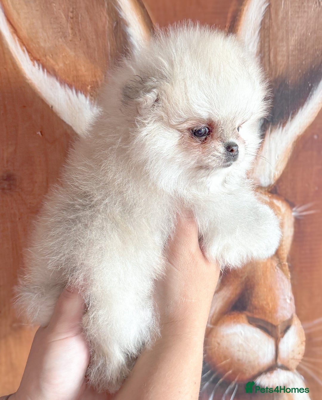 Pomeranian dogs for sale: Bridgerton KC Teddy Bear Faced Pomeranians - Image 4