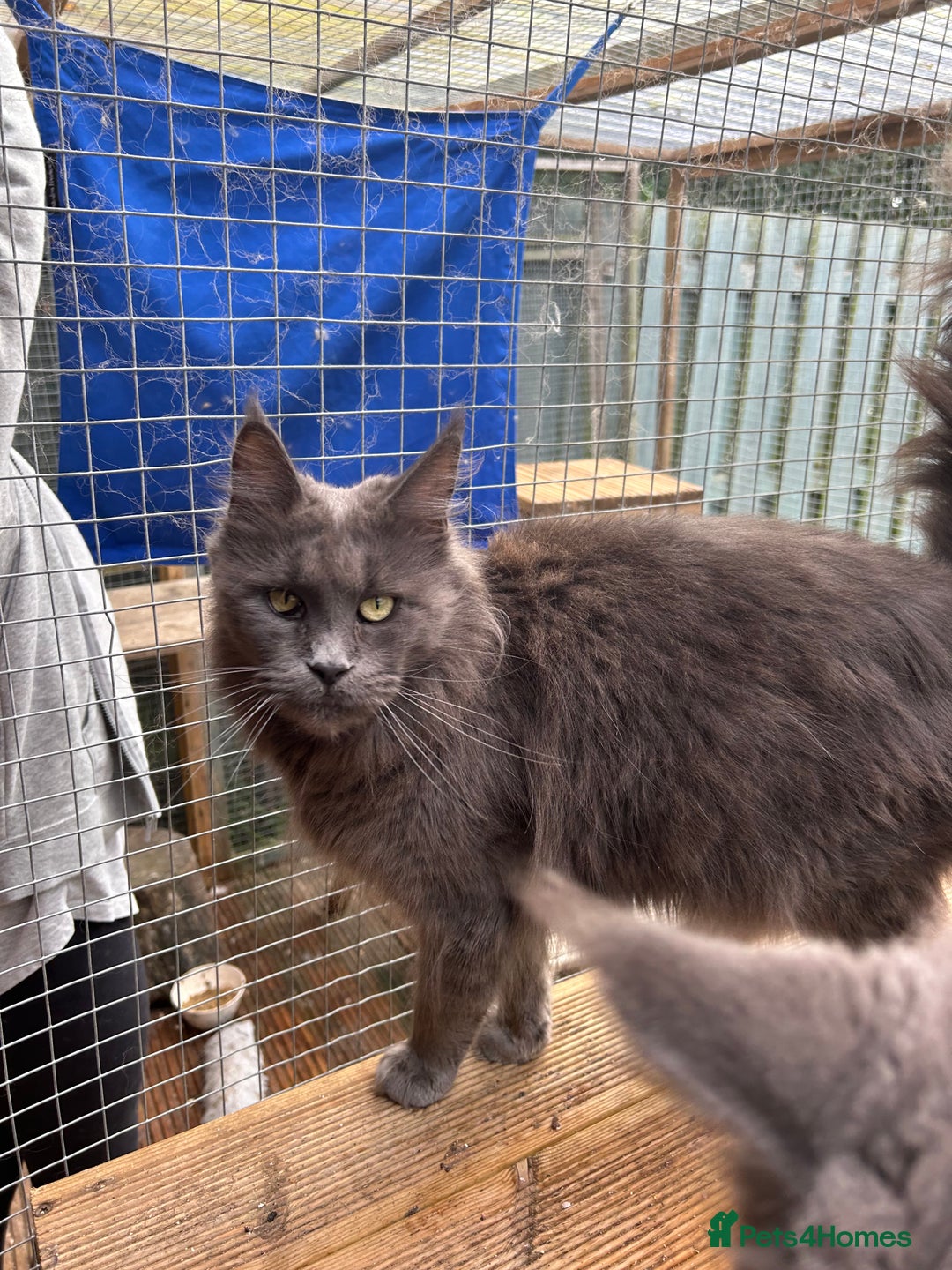 Maine Coon cats for sale: Active TICA GCCF Maine Coon Queen - Advert 14