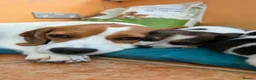 Beagle dogs for sale:     Stunning Beagle Puppies – 4 Boys & 4 Girls - Advert 4