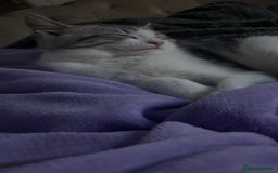 Domestic Shorthair cats for sale: Male kitten  - Image 5