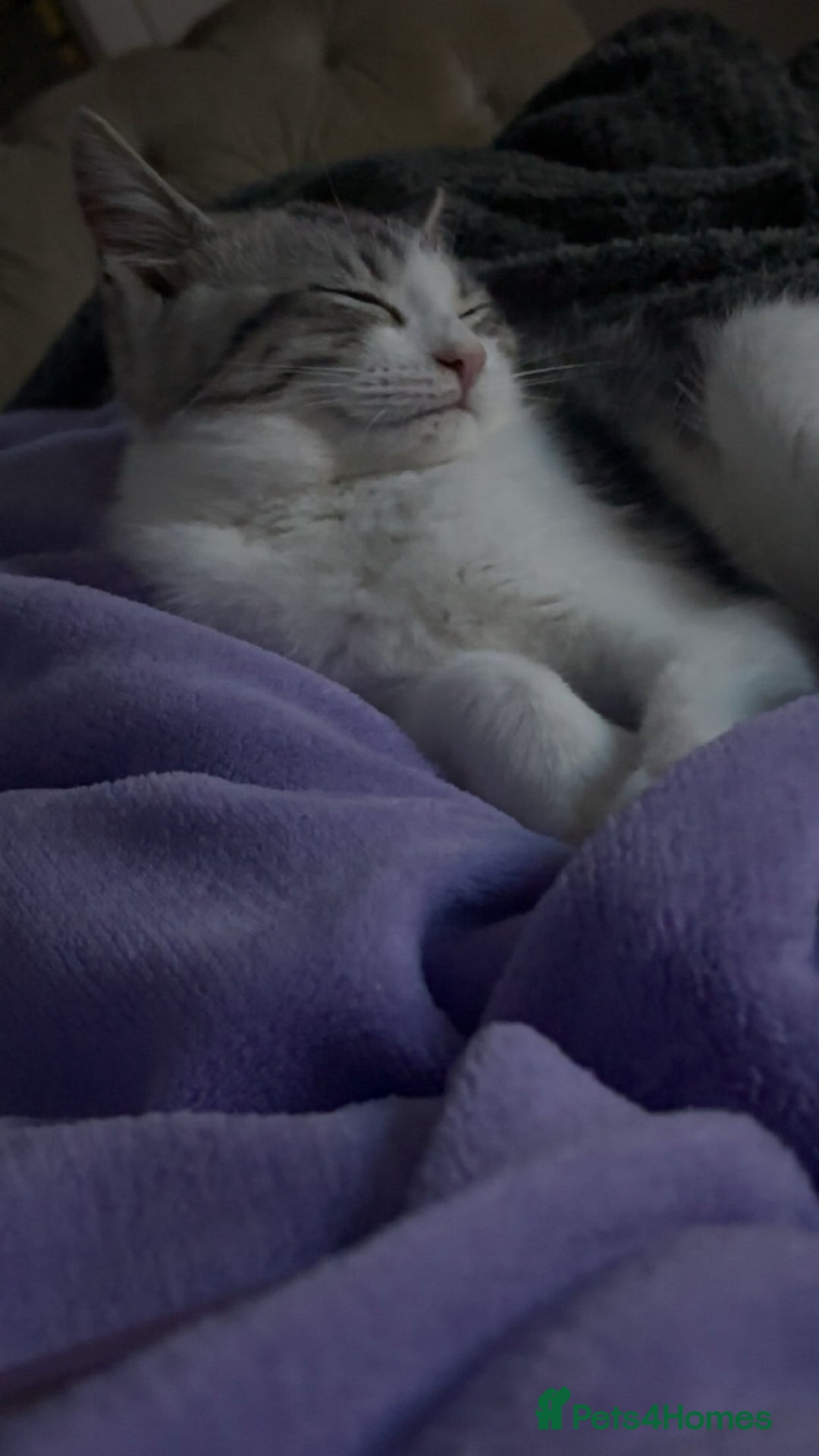 Domestic Shorthair cats for sale: Male kitten  - Image 5