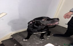 Cane Corso dogs for sale: Beautiful Cane Corso for sale - Advert 5