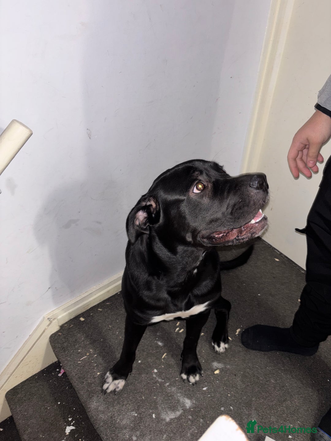 Cane Corso dogs for sale: Beautiful Cane Corso for sale - Advert 5