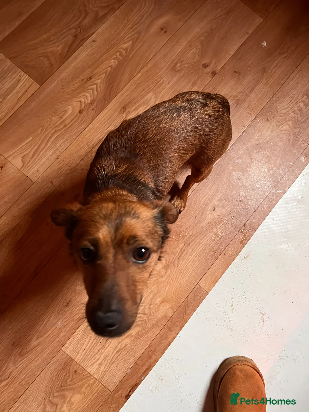 Jack Russell dogs for sale: Puppies for sale  - Advert 1