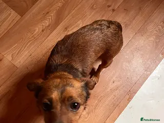 Jack Russell dogs Puppies for sale - Advert 2