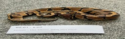 Python Snake reptiles for sale: Het Albino 66% Het Pied Royal Python (Ball Python) - Advert 3