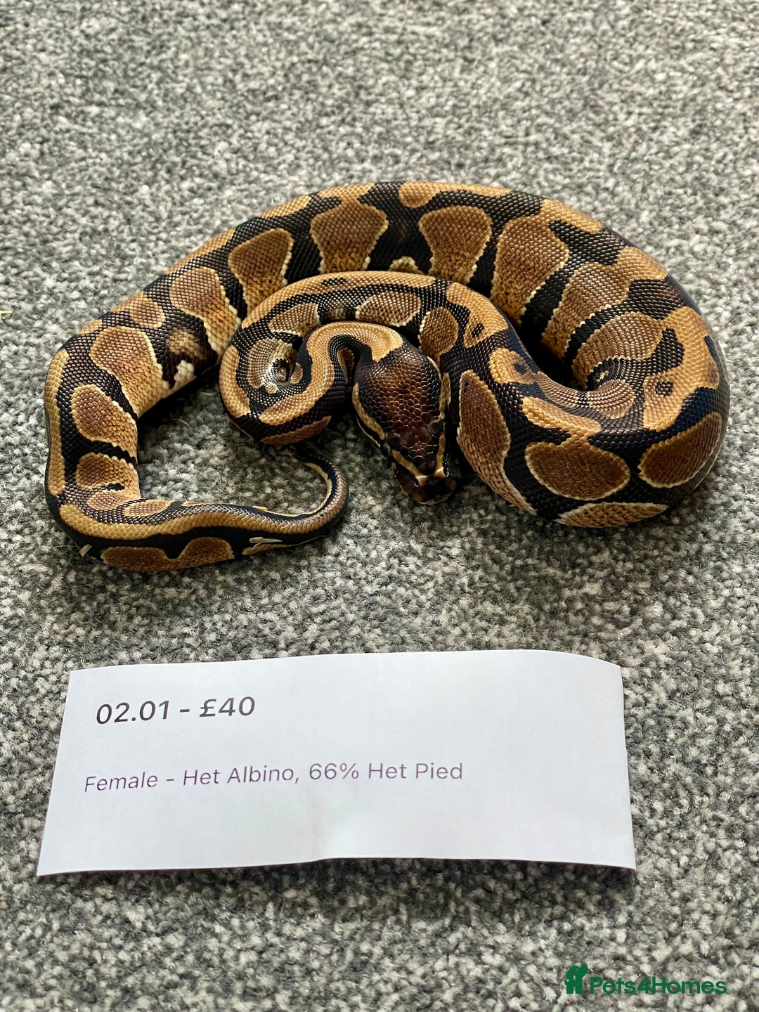 Python Snake reptiles for sale: Het Albino 66% Het Pied Royal Python (Ball Python) - Advert 3