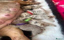 English Bulldog dogs for sale: English bulldog puppies - Image 1