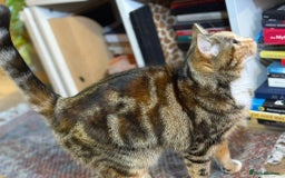 Mixed Breed cats for sale: Sheeba - Image 8