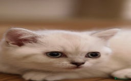 British Shorthair cats for sale: Rare Silver-Shaded British Shorthair Queen Kitten - Image 2
