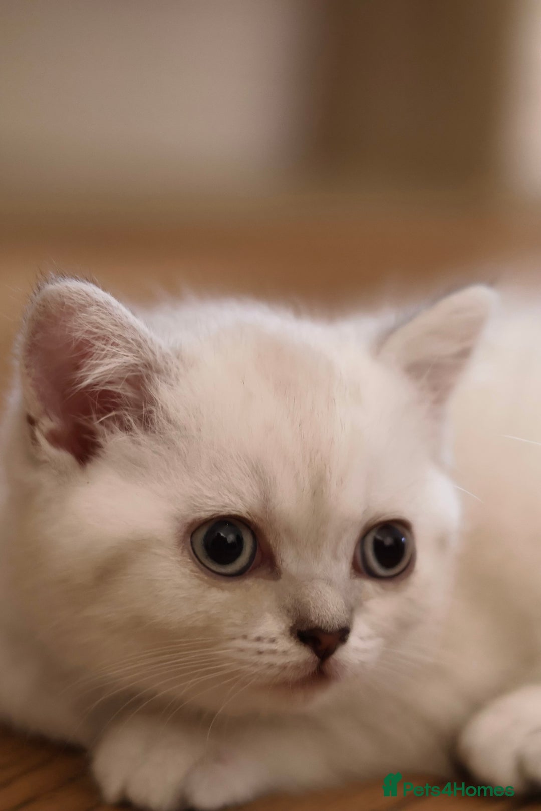 British Shorthair cats for sale: Rare Silver-Shaded British Shorthair Queen Kitten - Image 2