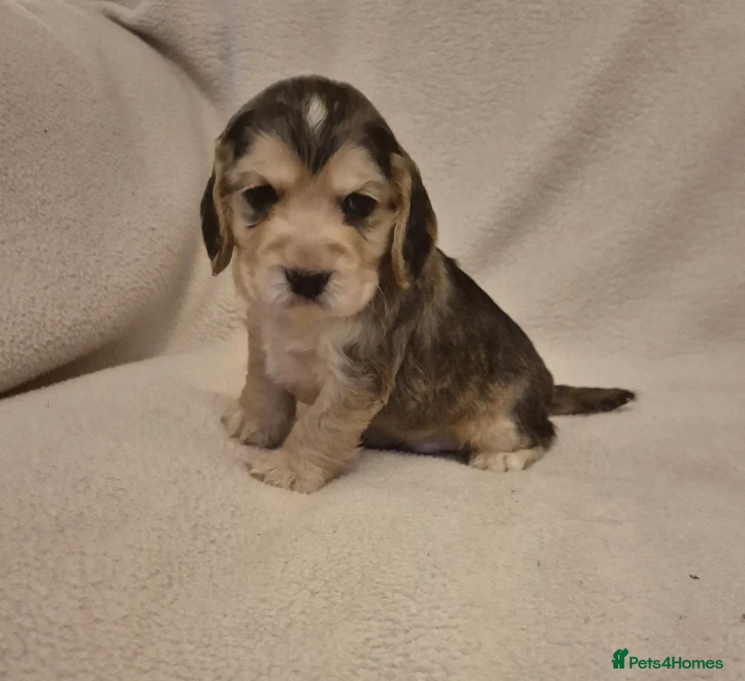 Cocker Spaniel dogs for sale: Stunning Health Tested Cocker Spaniels  - Advert 1