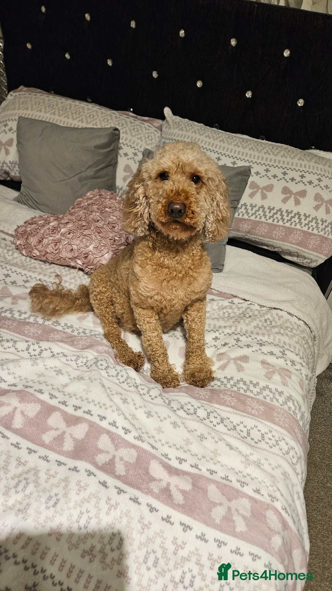 Miniature Poodle dogs for sale: Adorable miniature poodle puppies - Advert 5