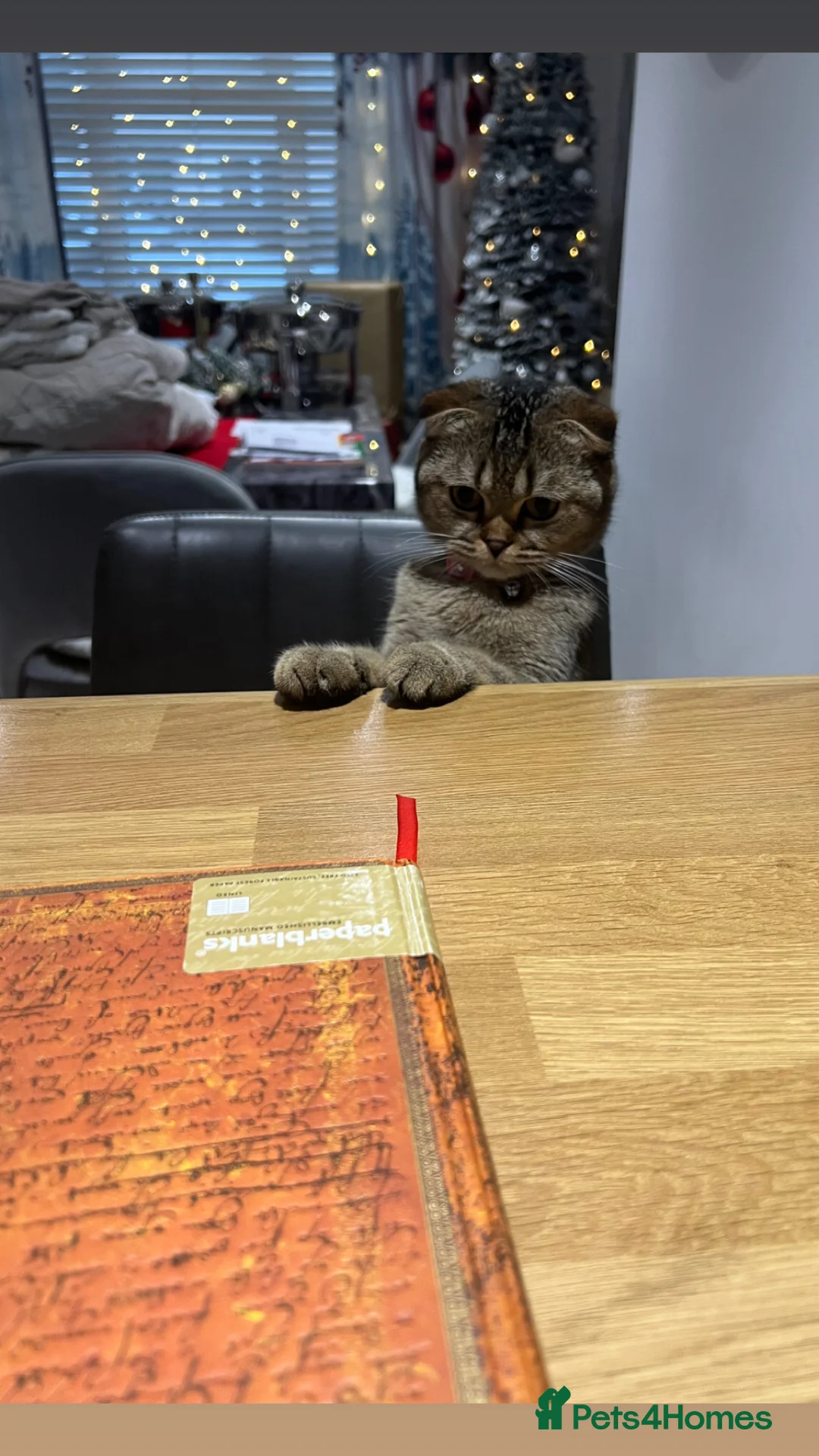 Scottish Fold cats for sale: Pure Scottish fold - Advert 4