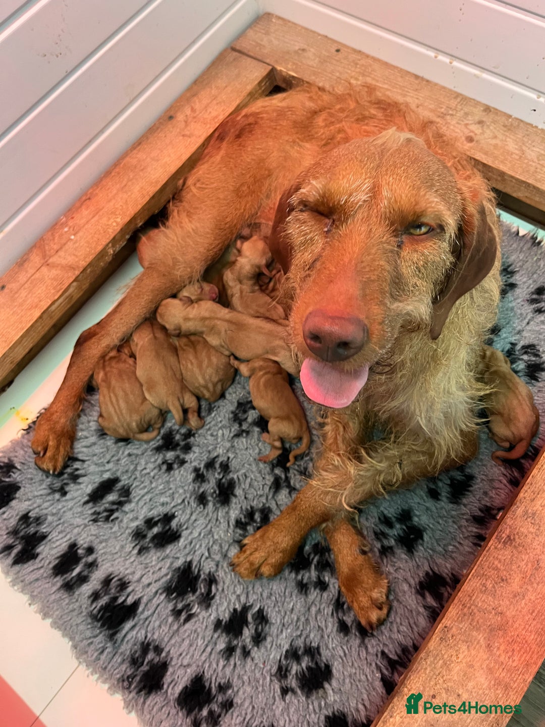 Hungarian Vizsla dogs for sale: Hungarian Wirehaired Vizsla Puppies  - Image 1