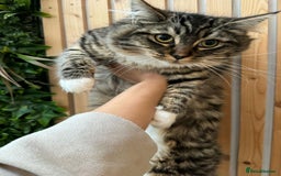 Ragdoll cats for sale: Mixed breed Ragdoll - Image 2