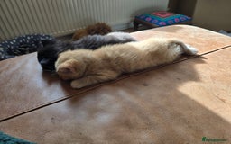 Mixed Breed cats for sale: Beautiful Kittens  - Image 9