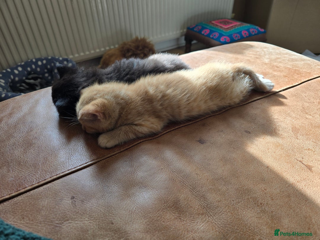 Mixed Breed cats for sale: Beautiful Kittens  - Image 9