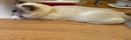 Ragdoll cats for sale: GCCF Registered Ragdoll  - Advert 4