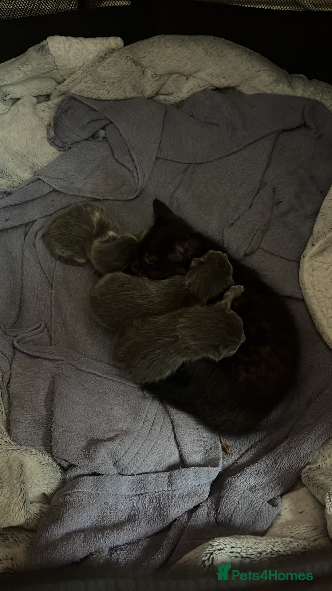 Mixed Breed cats for sale: Grey kittens  - Image 3