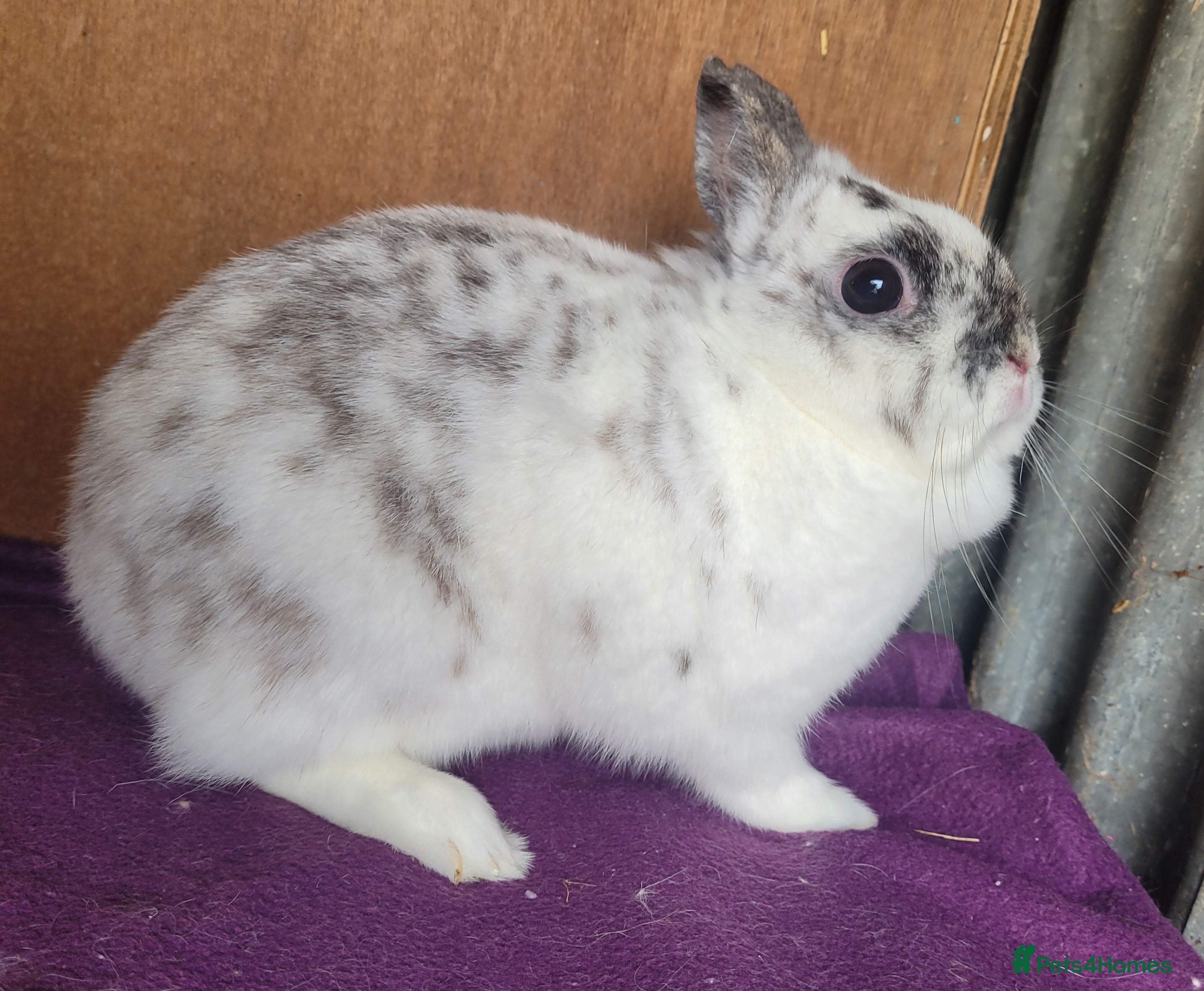 Netherland Dwarf rabbits Beautiful 'Bubble' Netherland Dwarf doe - Advert 1