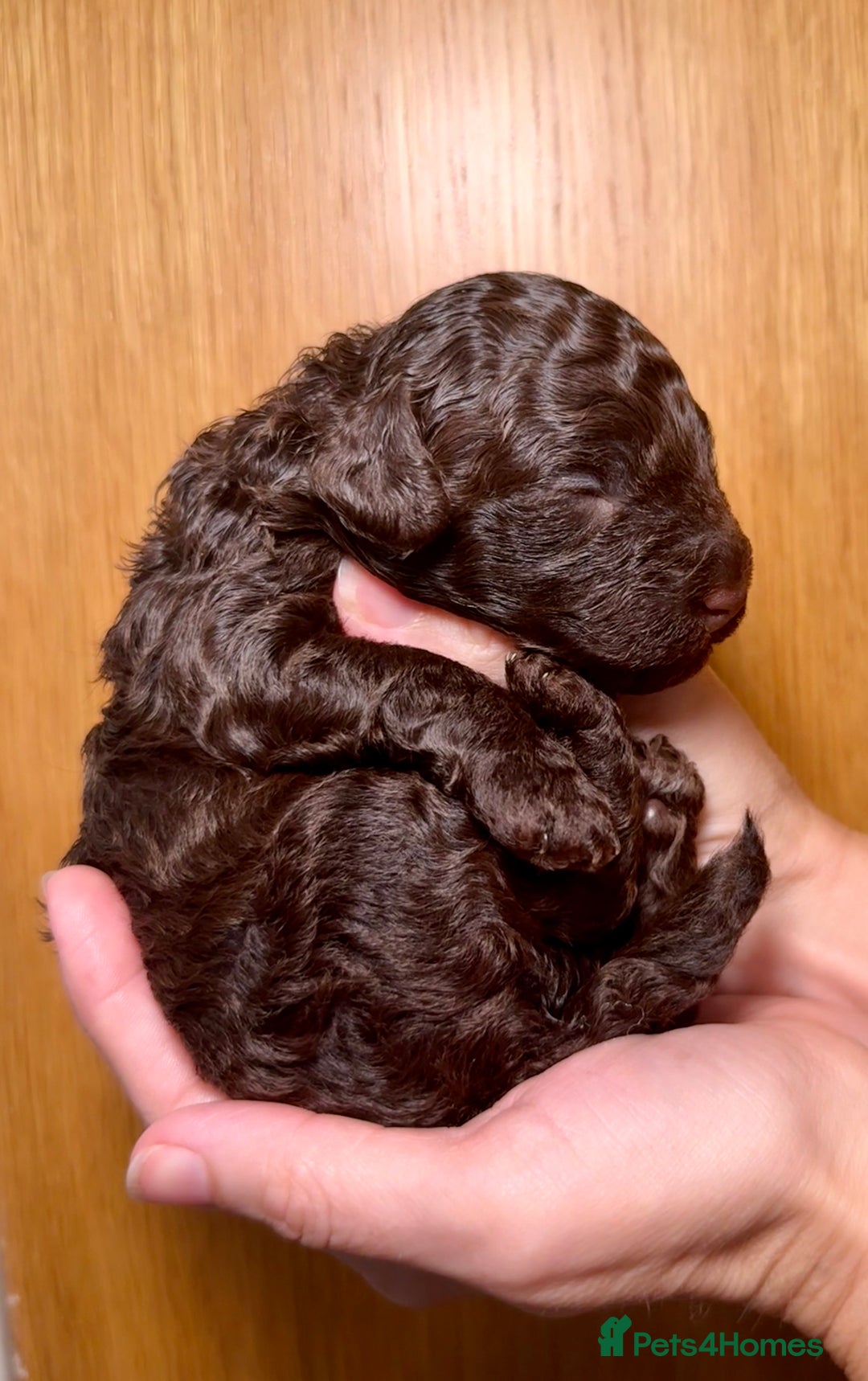 Cockapoo dogs for sale: 🐾 Beautiful F1B Cockapoos –Health Tested Parents  - Image 21