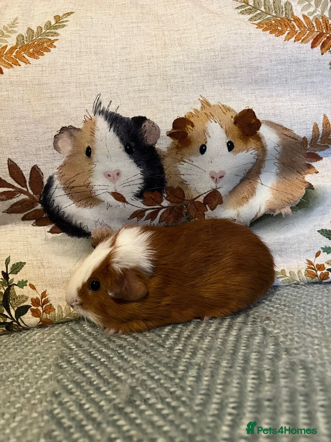 Guinea Pig rodents for sale: Father and Son Male Guinea Pigs for Adoption - Advert 9