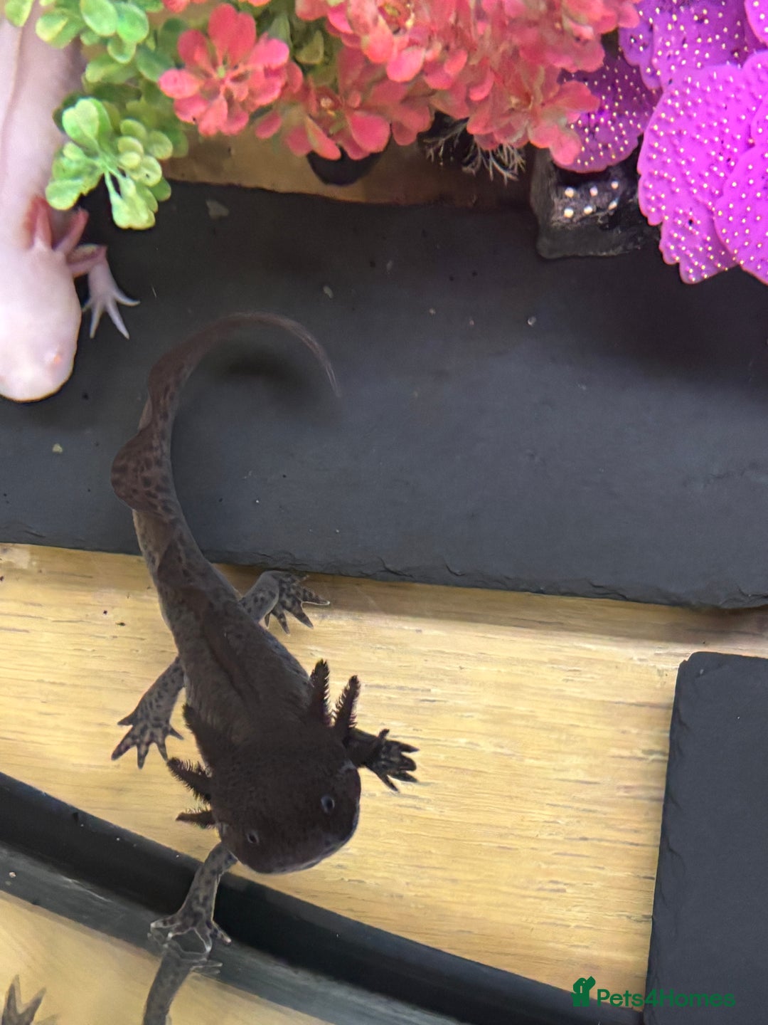 Axolotl reptiles for sale: 2 male Axolotls with full set up  - Image 4