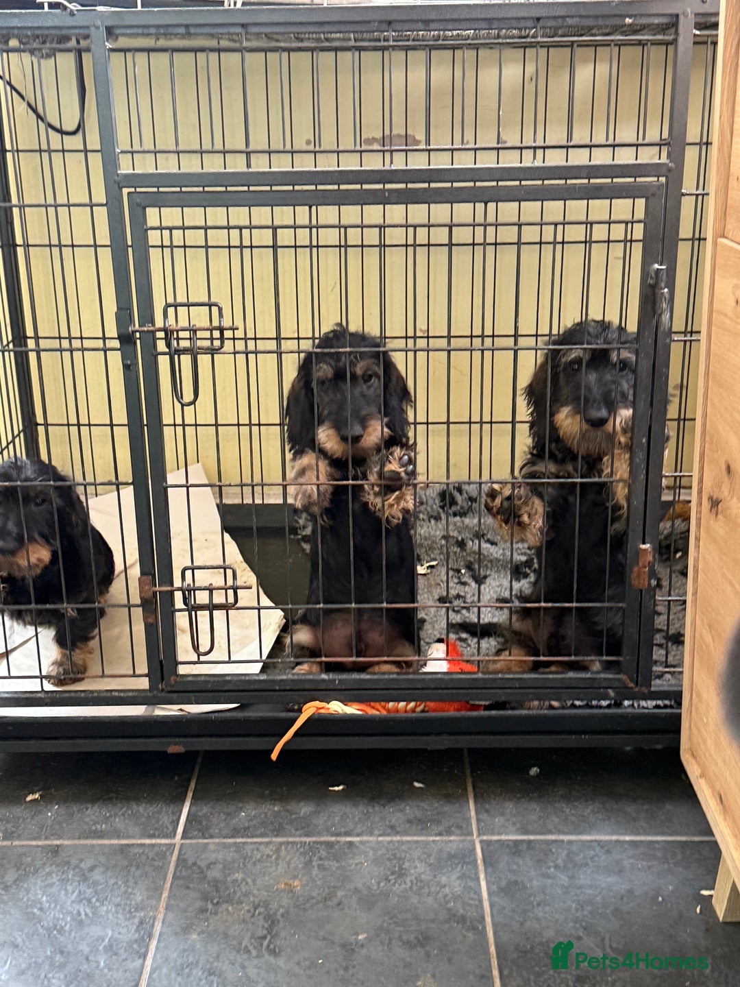 Dachshund dogs for sale: BLACK & TAN DAPPLE WIRE HAIRED - Image 4