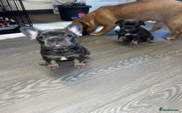 French Bulldog dogs for sale: Adorable Purebred Female French Bulldogs Ready! - Advert 13