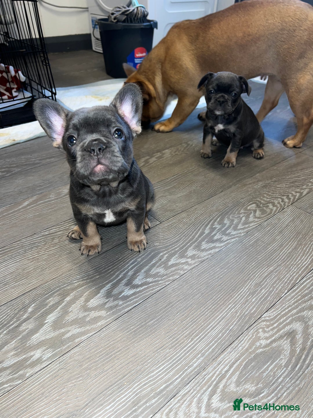 French Bulldog dogs for sale: Adorable Purebred Female French Bulldogs Ready! - Advert 13