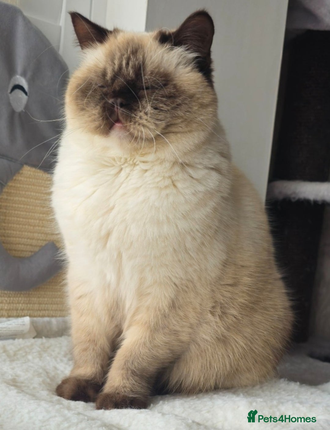 British Shorthair cats for sale: Lovely BSH Chocolate Colourpoint girl - Image 3