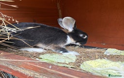 Mixed Breed rabbits for sale: 3 gorgeous rex cross-sold pending collection  - Image 2