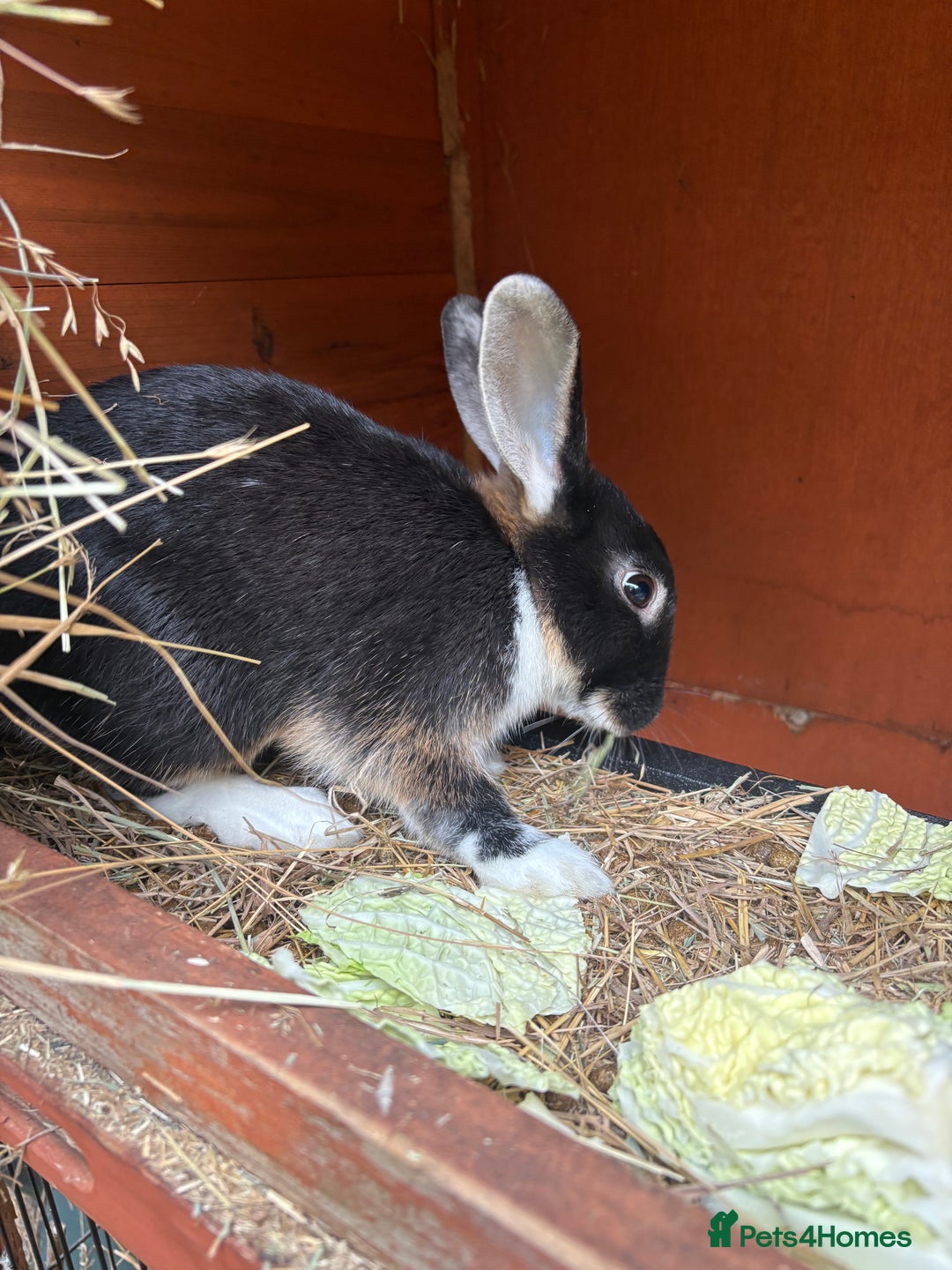 Mixed Breed rabbits for sale: 3 gorgeous rex cross-sold pending collection  - Image 2