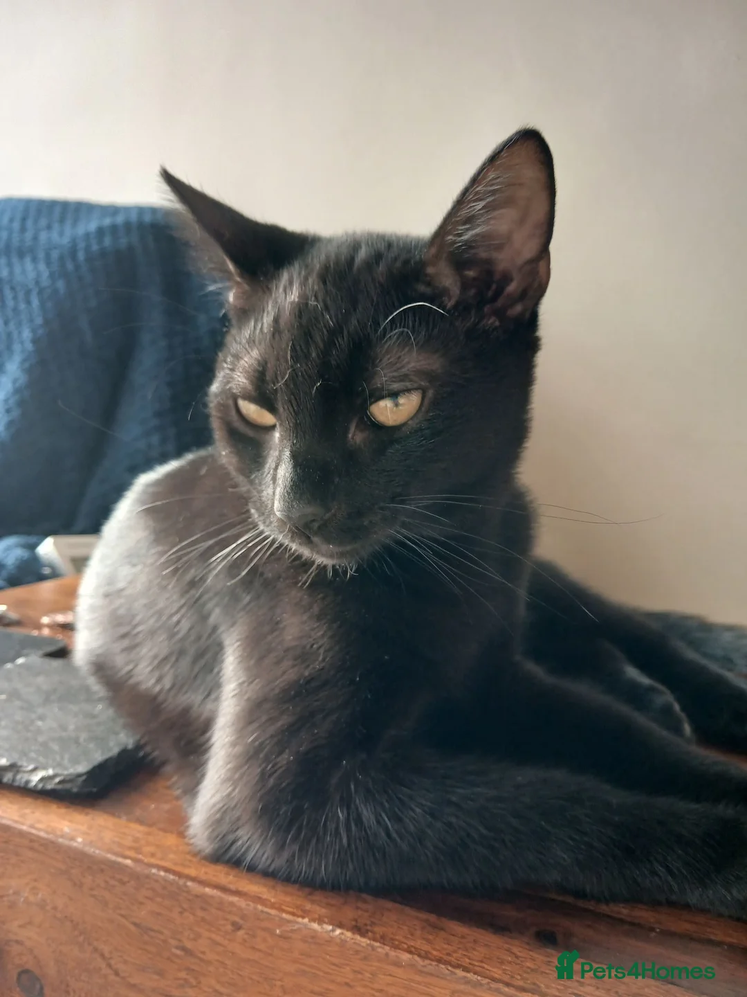 British Shorthair cats for sale: Kittens for sale - Advert 2