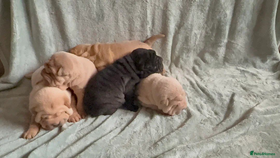 Shar Pei dogs for sale: Beautiful pure shar pei puppies - Advert 2