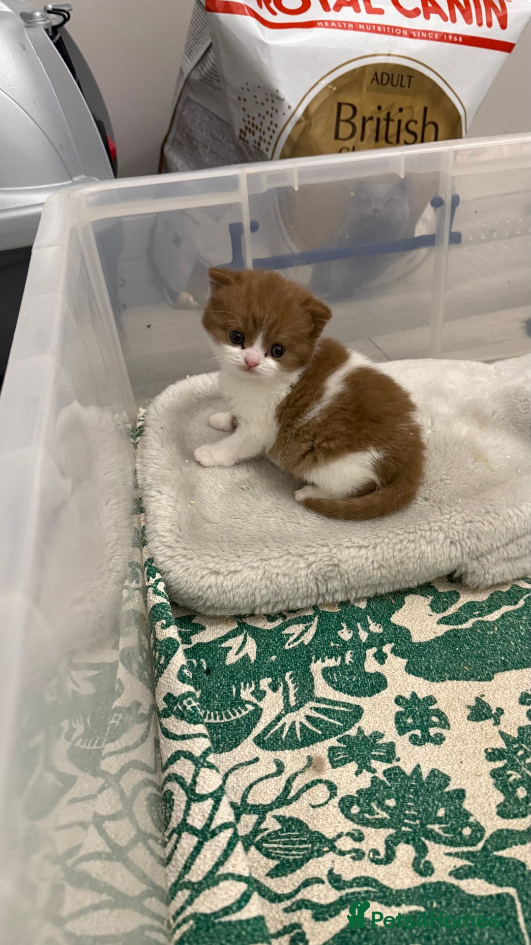 British Shorthair cats for sale: White -chocolate  - Advert 9