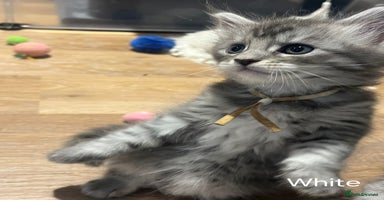 Maine Coon cats - Advert 1